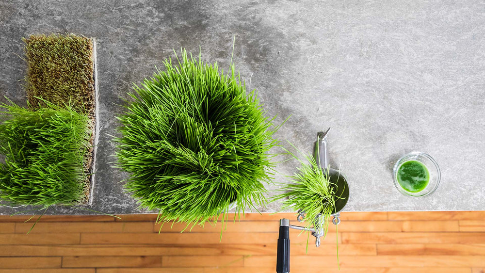 Side Effects Of Wheatgrass Side Effects Of Wheatgrass
