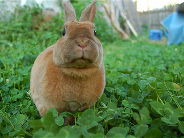 The Best Rabbit Food for Easter