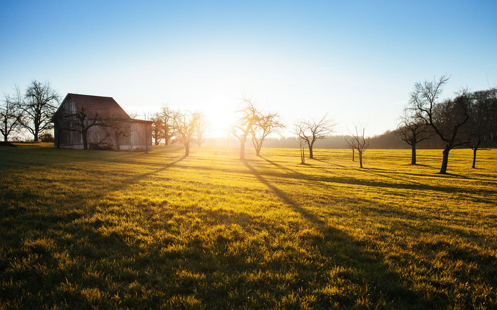 The Health Benefits of Sunshine - Why You Should Soak Up Some Sun