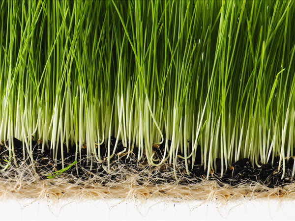 Wheatgrass - Nature's Energy Booster Wheatgrass - Nature's Energy Booster