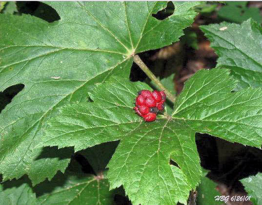 Goldenseal Earns the Gold