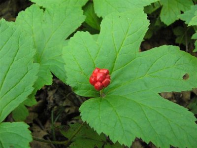 What Everybody Ought to Know About Goldenseal