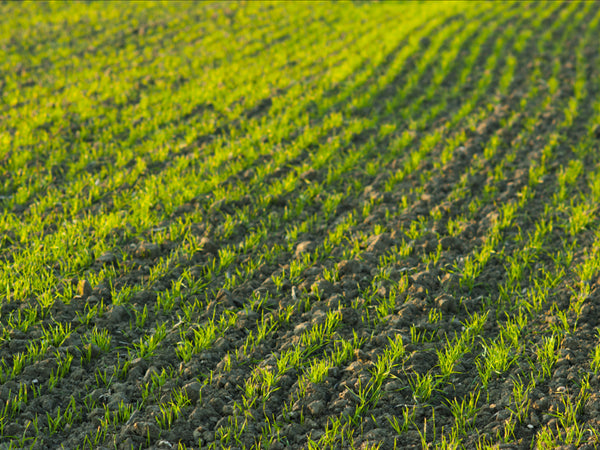 The Health Benefits of Wheatgrass