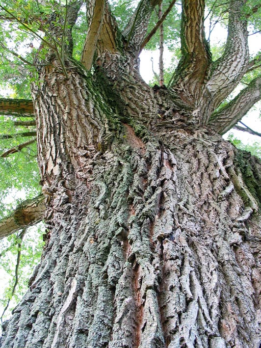 White Willow