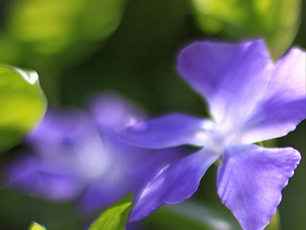 Botanical Spotlight: Periwinkle Herb