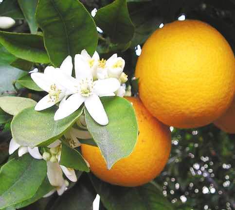 Citrus aurantium for mood enhancement