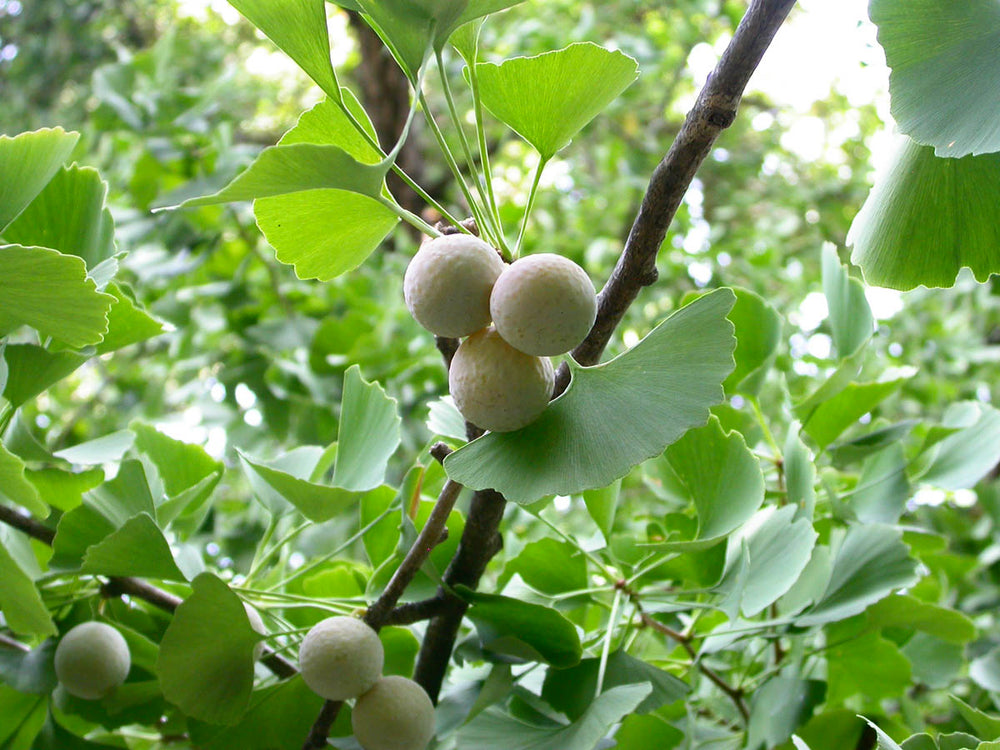 Gingko Biloba