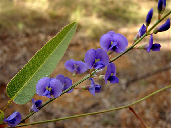 Botanical Spotlight: Sarsaparilla