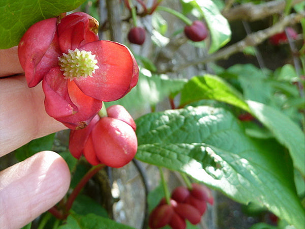Botanical Spotlight: Schizandra Berry