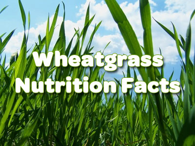 Wheatgrass Nutrition - It's a Mother Load