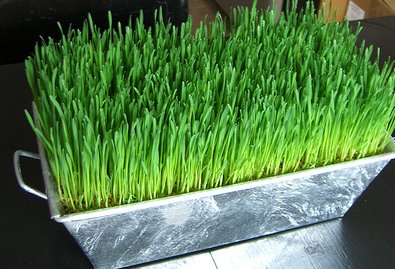 The Wheatgrass Plant is Loaded with Nutrients ... Far More than the Wheat Grain Used to Make Bread.