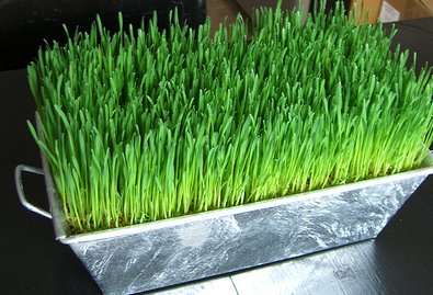 The Wheatgrass Plant is Loaded with Nutrients ... Far More than the Wh ...